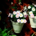 Pretty Flowers.jpg